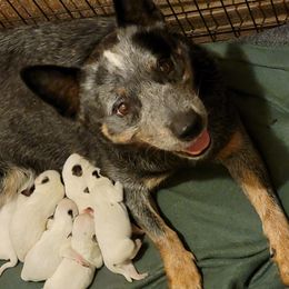 Princess - Australian Cattle Dog
