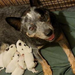 Princess - Australian Cattle Dog