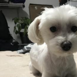 Titan - Maltese