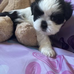 Coconut - Black and white female Shih Tzu puppy in Bluffton, South Carolina from Cuddly Coastal Cuties