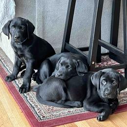 Labrador Retriever Puppies from Branley's Riverside Labradors