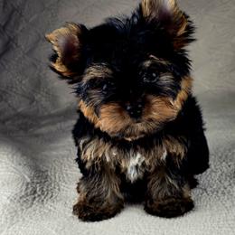 Yorkshire Terrier Puppies from Pixieland Yorkshire Terriers