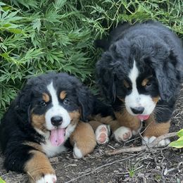 Bernese Mountain Dog and Pembroke Welsh Corgi Puppies from Highland Meadows