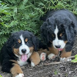 Bernese Mountain Dog and Pembroke Welsh Corgi Puppies from Highland Meadows