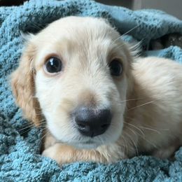 Dachshund Puppies from Rosey dachshund