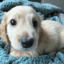 Dachshund Puppies from Rosey dachshund