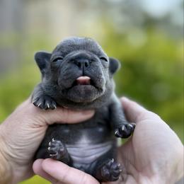 Diana - White and brindle female French Bulldog puppy in Willis, Texas from Grandiose Frenchies