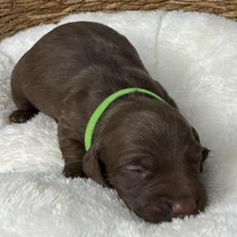 Landry - Chocolate and tan male Dachshund puppy in Wallingford, Kentucky from Hensley Homestead Dachshunds