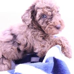 Brown - Chocolate male Labradoodle puppy in Lexington Park, Maryland from SUNNY SIDE DOODLES