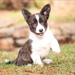Mocha - Brindle and white female American Corgi puppy in Plains, Montana from Diamond Corgis