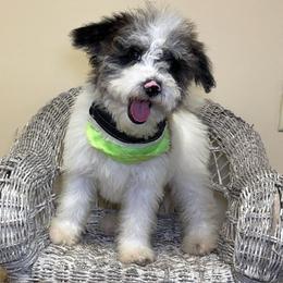 Oreo - Parti male Goldendoodle puppy in Woodburn, Indiana from Lengachers Cuddly Doods