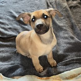 Mojo - Black and tan German Shepherd puppy in Alabama from Knott's Shepherds