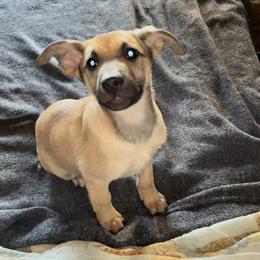 Mojo - Black and tan German Shepherd puppy in Alabama from Knott's Shepherds