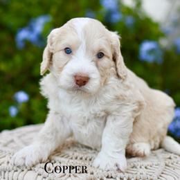 Copper - Red male Bernedoodle puppy in Tucson, Arizona from Sun Valley Goldendoodles