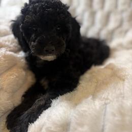 Venus - Black female Poodle puppy in San Antonio, Texas from Sweet as dessert puppies
