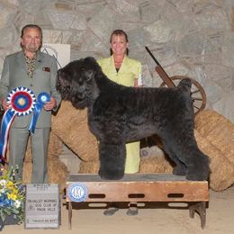 Black Russian Terriers from Margarita Galperina's Black Russian Terrier