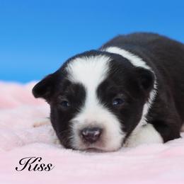 Kiss - Black tri female Miniature Australian Shepherd puppy in Weeki Wachee, Florida from Arlington's Mini Aussies