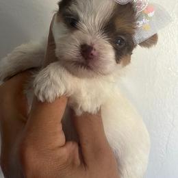 Parti girl - Chocolate, tan and white female Yorkshire Terrier puppy in Kissimmee, Florida from M&R Yorkies