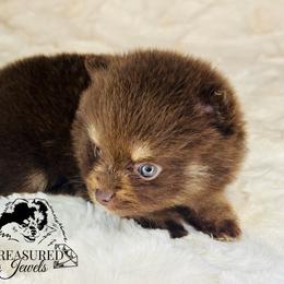 Pomeranian Puppies from Treasured Jewels Pomeranians