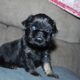 Puppy - Black and tan male Brussels Griffon puppy in Huntsville, Alabama from Tammy's Brussels