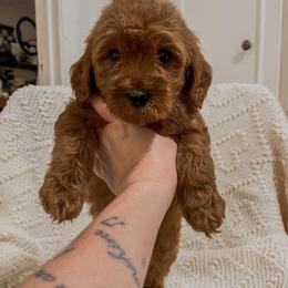 Peter Piper (Our Mother Goose Nursery Rhyme litter) - Red  male Goldendoodle puppy in Hopkins County, Texas from Boutique Doodles