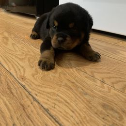 Rottweiler Puppies from Rottweiler Land