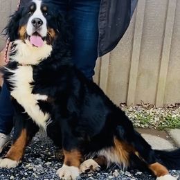 Kat - Bernese Mountain Dog