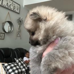 Tanner - Cream sable male Pomeranian puppy in Randleman, North Carolina from Luxurious Poms