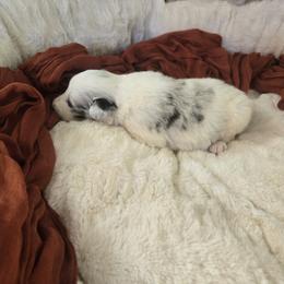 Blue merle - Blue merle female Border Collie puppy in Century, Florida from The George's dogs and puppies