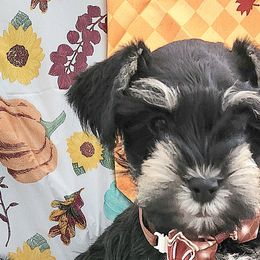 Schroeder II - Schnoodle puppy from Smart Schnauzers & Schnoodles