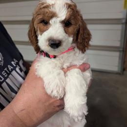 Flower - Parti female Goldendoodle puppy in Sioux Falls, South Dakota from Dolly's Doodles