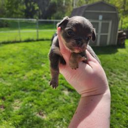 Arley - Blue and tan male Chihuahua puppy in Ashtabula, Ohio from Paw's & Awe's Chihuahuas