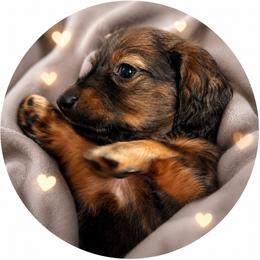 Zaria  - AKC Pet Only - Wild boar and cream female Dachshund puppy in Proctor, Montana from Blue Star Dachshunds