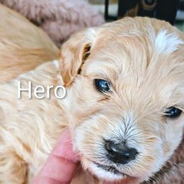 Hero - Apricot male Goldendoodle puppy in Red Oak, Iowa from Fisher Pups-Stay Golden with a Doodle