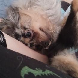 Pomeranian All Grown Up from Picture Perfect Poms