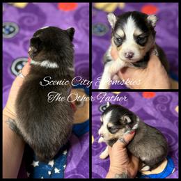 The Other Father - Black and white male Pomsky puppy in Rossville, Georgia from Scenic City Pomskies