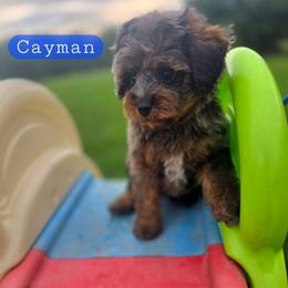 C a y m a n - male Cavapoochon puppy in Bullard, Texas from Cavapoochon Central LLC