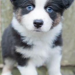 Miniature American Shepherds and Miniature Australian Shepherds from Impression Dogs
