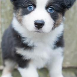 Miniature American Shepherds and Miniature Australian Shepherds from Impression Dogs