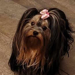 VIOLET - Yorkshire Terrier
