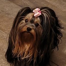 VIOLET - Yorkshire Terrier