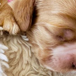 Cocker Spaniels from Bluff Country Cockers