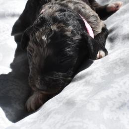 Girl Two Black and White - Black and white female Aussiedoodle puppy in Parma, Idaho from Arena Valley Acres
