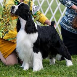 English Springer Spaniel puppies from Pridemark