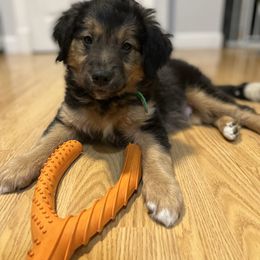 Bordoodle Puppies from The Weekend Farm