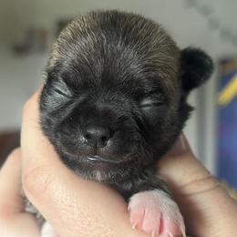 Nova - Black sabled fawn female Chihuahua puppy in New Castle, Delaware from Sasha’s Elite Kennel LLC