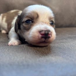 Hickory - Piebald male Dachshund puppy in Spring Creek, Nevada from Hobby Horse Mini Doxies