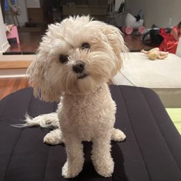 Cavapoo and Poodle All Grown Up from Bright Morning Star Pups