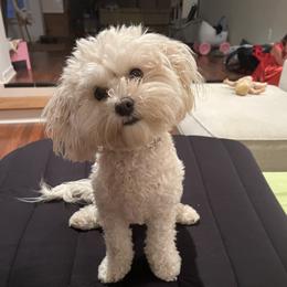 Cavapoo and Poodle All Grown Up from Bright Morning Star Pups