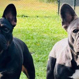 Boston Terriers from Blaze Of Glory Bostons & Frenchies